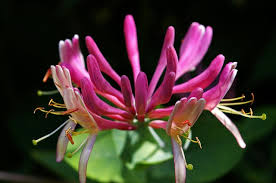 Low levels of nitrogen, potassium, phosphorous or magnesium, cause poor growth and yellow leaves, sometimes with brown areas. Yellow Leaves Falling Off Honeysuckle Citrus And Other Plants Pat Welsh Organic And Southern California Gardening