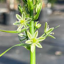 Image result for Albuca