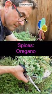 🌿✨ Ultimate Guide to Drying Oregano at Home! 🌿✨, Transform your fresh  oregano into a flavorful, long-lasting spice with these simple steps! 🍃👌  Whether you’re a home cook or a garden enthusiast, dried ...