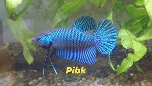 It contains an iridescent green or blue body with fins of red and/or blue color. Pibk Wild Type Betta Zone Home Facebook