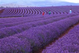 No events listed for march. Bridestowe Farm Tours Be Part Of Our Story Bridestowe Lavender Estate