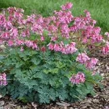 Image result for Dicentra spectabilis alba