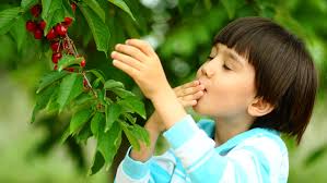 Where to go Cherry Picking in NSW This Season