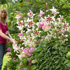 Wie sie die staude pflanzen, pflegen und vermehren können, erfahren sie hier. Set Preis 4 Riesen Baum Lilien Lilien Blumenzwiebeln Ahrens Sieberz Pflanzenversand Gartenbedarf