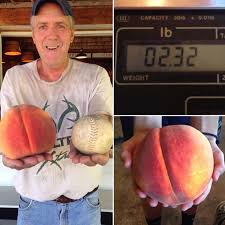 Lehman Orchards - Did you know we have the unofficial record for the world's  largest peach? Guinness World Records has the heaviest peach weighing in at  1lb 12oz. Our big guy blew