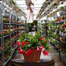 Image result for Mandevilla