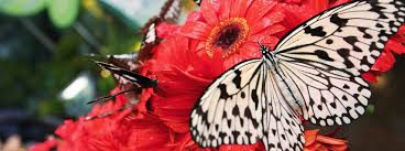 We did not find results for: Butterfly Garden Singapore Changi Airport