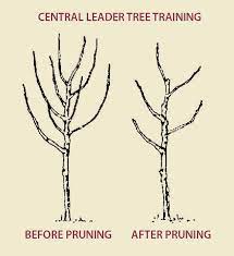 As the summer comes to an end, we await the timeless tradition of picking apples. Pruning Apple Trees Stark Bro S