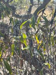 Image result for Coptosperma supra-axillare
