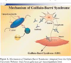 Yuki n., kokubun n., kuwabara s. Pdf Childhood Guillain Barre Syndrome Comparing Intravenous Immunoglobulin Treatment With Supportive Care Semantic Scholar