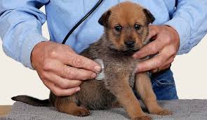 Check the online guidelines to see if you qualify for their financial aid. Free Dog Health Care And Discounted Care Updated 2020 Herepup
