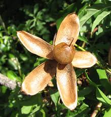 Image result for Merremia