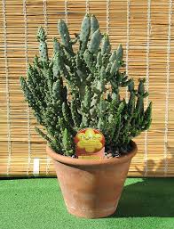 Cómo sembrar las semillas de cactus y suculentas. Pin En Ecumene Pensar Con Los Diez Dedos