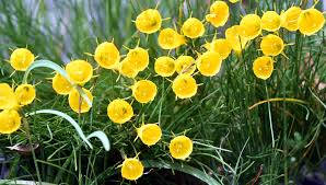 Maybe you would like to learn more about one of these? Yellow Hoop Petticoat Daffodils Delight Otago Daily Times Online News