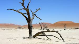 Desert plants boast incredible adaptations for surviving in wastelands. Surviving One Of The World S Harshest Habitats Global Ideas Dw 05 08 2014