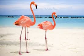 Resultado de imagen para flamencos