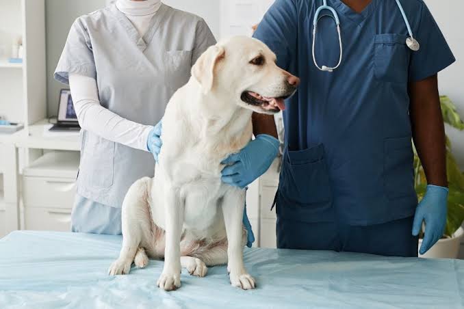 How Modern Animal Hospitals Use Advanced Diagnostics