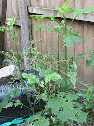 Shiny trails of slime on your plants indicate a slug attack. Clematis Something Eating The Leaves Gransnet