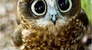 صور البومة أجمل صور بوم في العالم خلفيات أنواع البومة موقع حصري Cute Animals Animals Animals Beautiful