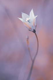 Image result for Wahlenbergia undulata