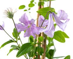 We did not find results for: Italienische Waldrebe Betty Corning Clematis Viticella Betty Corning Gunstig Online Kaufen