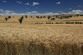 Targeting seed microbes to improve seed resilience