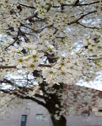 Check spelling or type a new query. Burgess Stop Planting Bradford Pear Trees Voices Nuvo Newsnirvana Com