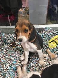 Find beagle puppies and dogs for adoption today! New Arrivals Beagle Puppies Animal House Cincinnati Facebook