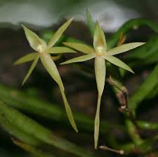 Image result for Angraecum cultriforme