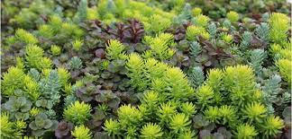 See more ideas about sedum, succulents, planting succulents. Sedum Costa Farms