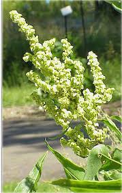 Image result for Rumex ruwenzoriensis
