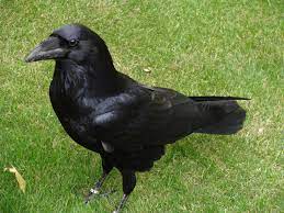 Though its answer little meaning—little relevancy bore . Common Raven Wikipedia