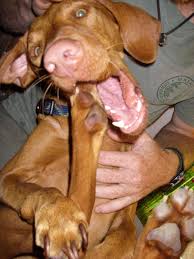 Vizslas need a good sized yard. Buckeye Vizsla Rescue Home Facebook