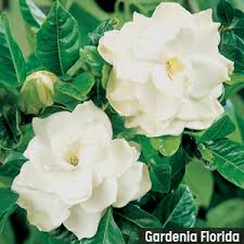 What and how does anyone use there manure for their garden?please give me some feed back as im a longtime gardener but have never used chicken manure now i. Gardenia Care In Spring Flower Power