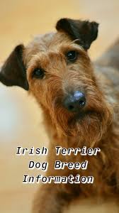 Irish Terrier Dog Breed Information Irish Terrier Terrier Breeds Irish Terrier Puppies