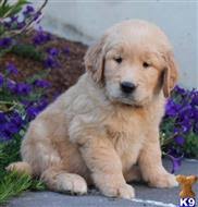 Puppies come with pet akc registration, florida vet. Golden Retriever Puppies For Sale In Florida