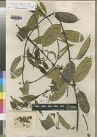 Image result for Cyclocotyla