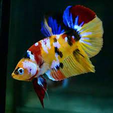 I am excited to breed my fish betta fish and betta fish breeding nemo candy male betta breeding with female dumbo white betta part 1 male. Pin Oleh Bee Metal Di Animals Ikan Akuarium Ikan Cupang Binatang