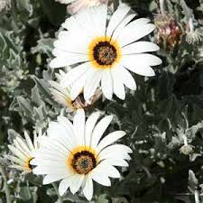 Image result for Arctotis