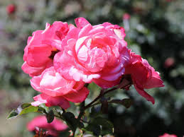 Wäre nicht schlecht, weil, gestern hab ich ordentlich was geschafft am hang zum. Strauchrose Mein Schoner Garten Bestes Gartnerwissen