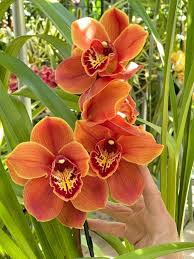 Image result for Cycnium jamesii