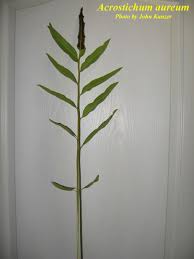 Image result for Acrostichum