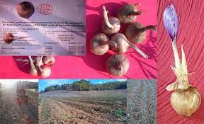 Producteurs de graminées, de plantes vivaces. Bulbes A Safran Crocus Sativus Bio Cal 8 10 Inclus Ferme Des Coteaux De La Biane Vente Directe Producteur Lafrancaise 82130