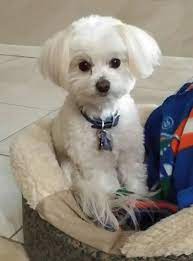 1604861 403877046424162 2037386388 N Jpg 712 960 Pixels Maltipoo Haircuts Maltipoo Dog Haircuts