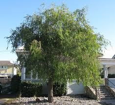 Image result for Agonis