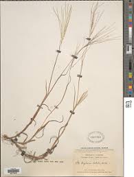 Image result for Digitaria gymnostachys