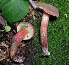 Image result for Xerocomellus diffractus