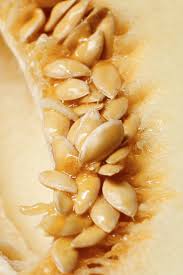 We did not find results for: Saving Melon Seeds When To Harvest And How To Preserve Melon Seeds
