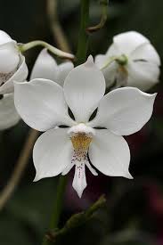 Pin On White