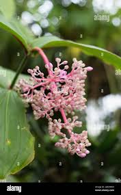 Image result for Medinilla myriantha